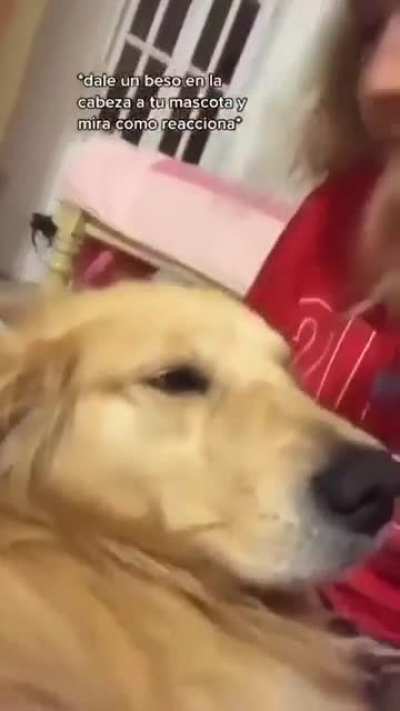 Dogs reacting to getting kisses 🥺