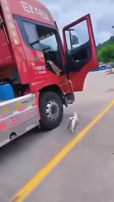 Cats truckers.