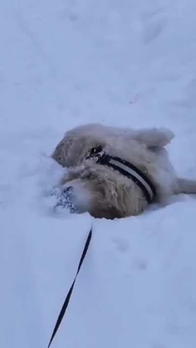Someone is very happy with the snowy weather!