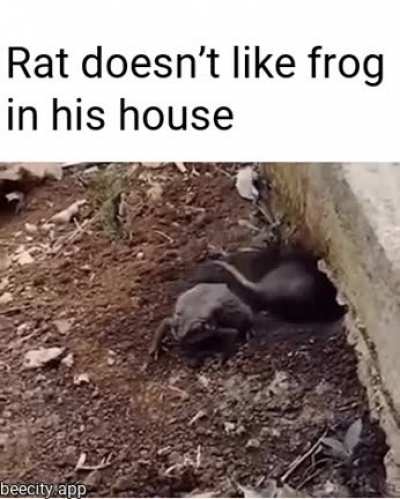 Rat doesn&rsquo;t