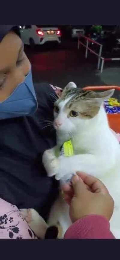 Chonky cat wants snack and won&rsquo;t letgo