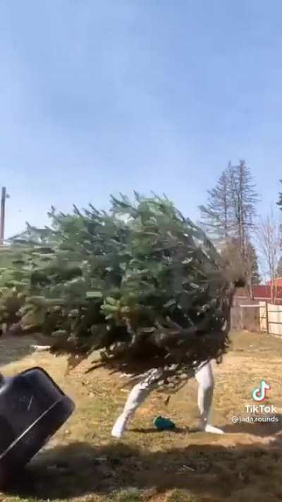 I haven&rsquo;t been able to forget the tree since I first saw this...