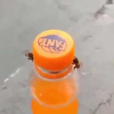 Waps open up a bottle