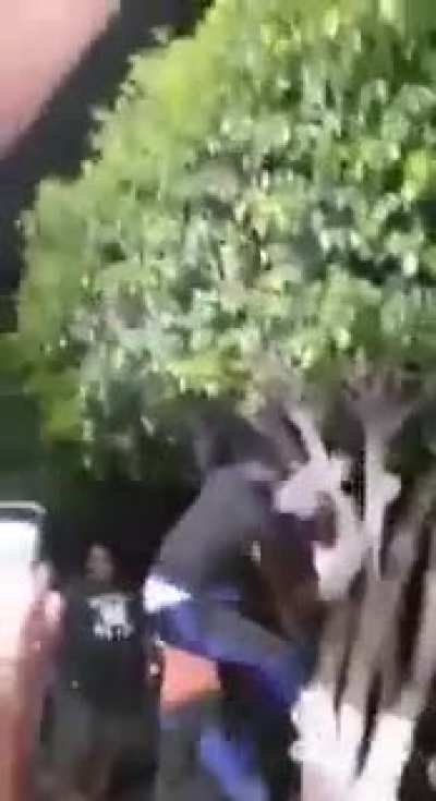 Adam ağacı da sikti amk