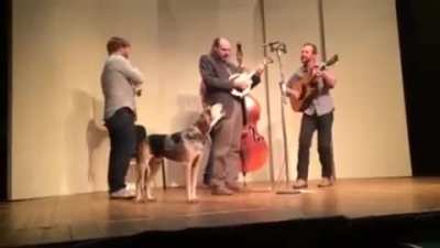 my dog was sleeping backstage and wandered out during the encore to sing with the band