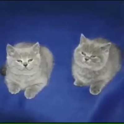 W&ouml;&aelig;o