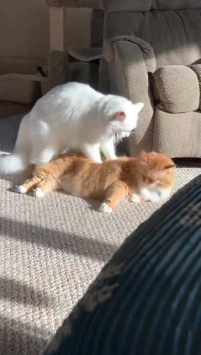 Kitty massage