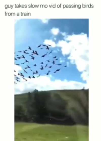 Slow mo video of birds from a train