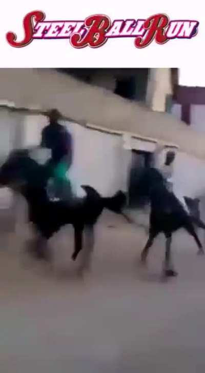 cavalo