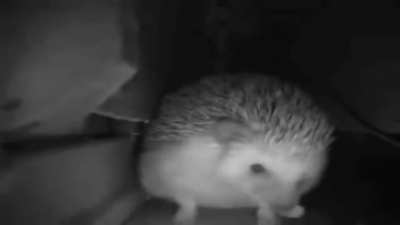 Achu de 🦔