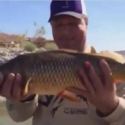 no its a carp