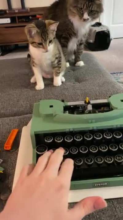 Kitten V.S. LEGO Typewriter