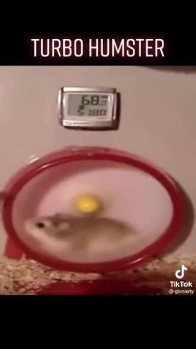 HAMPTER turbo