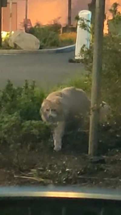 Chick-fil-A Chonker