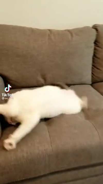 Startled cat is an angry cat