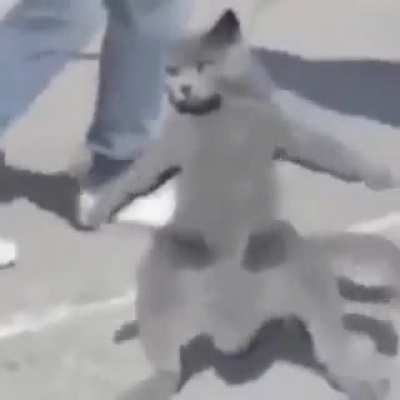 Blursed_cat