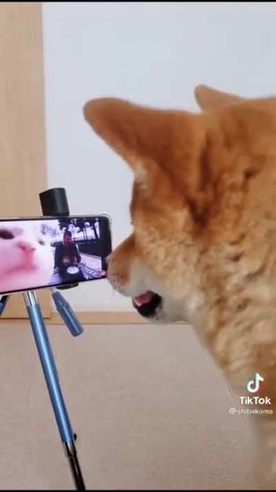 Doge