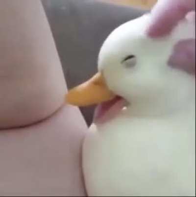 Blessed_Hjonk Hjonk