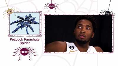 [Highlight] Spiders with Spida