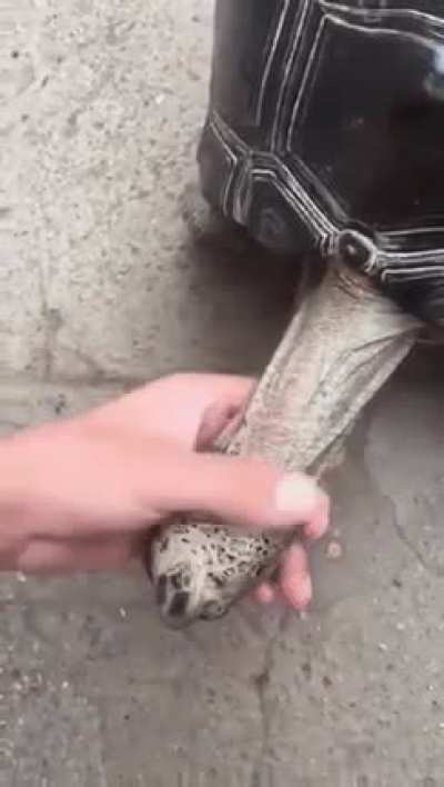 How to pet a turtle