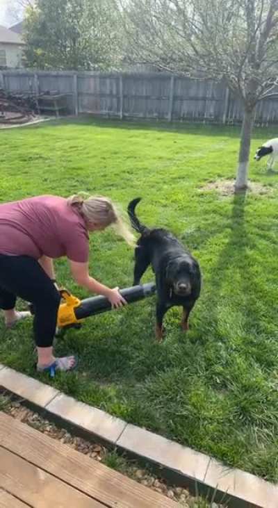 We found a new use for the leaf blower. It&rsquo;s Samson approved!