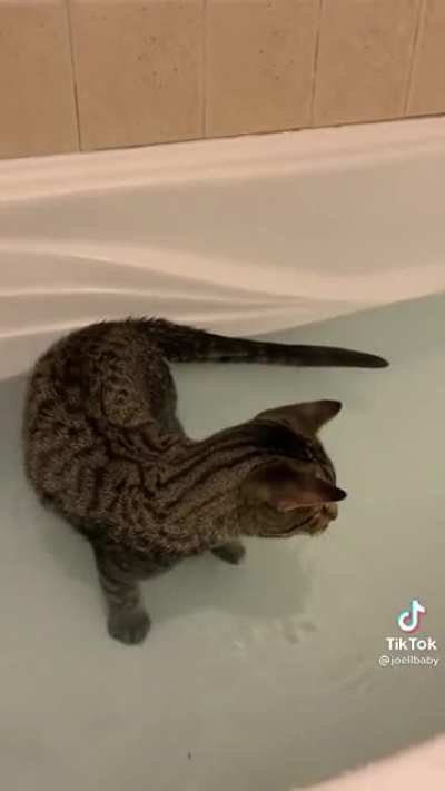 An aquatic feline