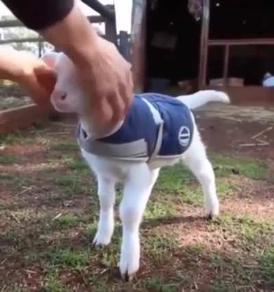 Press sensor in head to activate tail