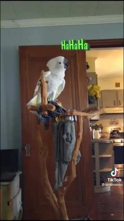 Birds be Wildin