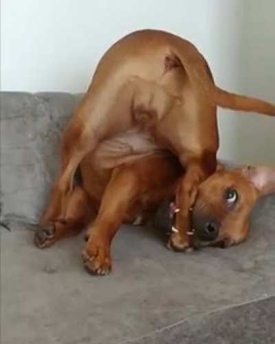 Dog.exe has crashed. 😂
