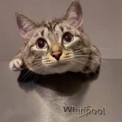 FeroCioUS tIGeR gETs tRAPpeD in A WHrILpoOl, unAbLe To sWIM, dIeS