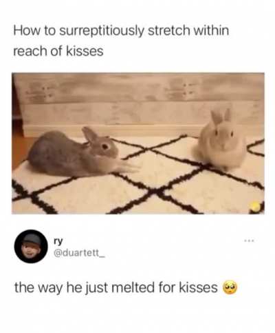 Bunny kisses