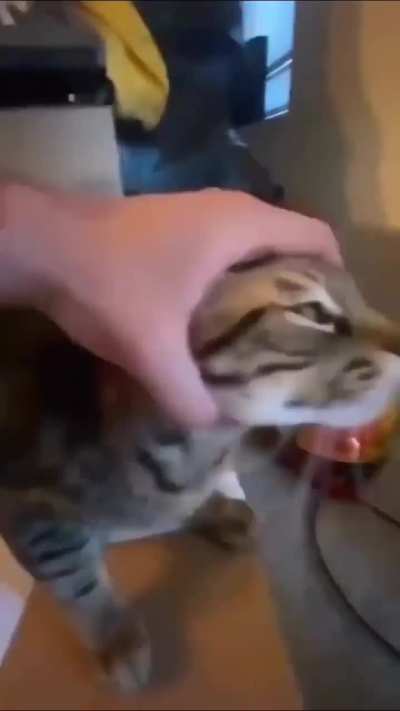 Unkus