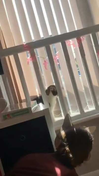 Just playing with the cat