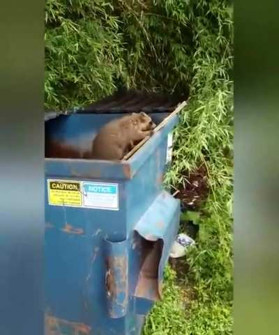 trash panda rescue