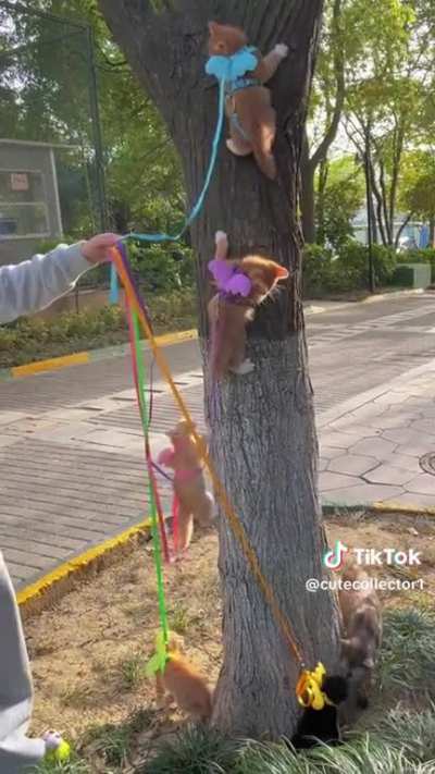 I don&rsquo;t know exactly what&rsquo;s happening here, but obviously they are practicing to commit a crime