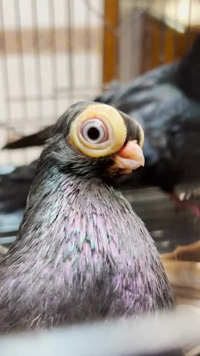 Budapest short faced tumbler pigeons!