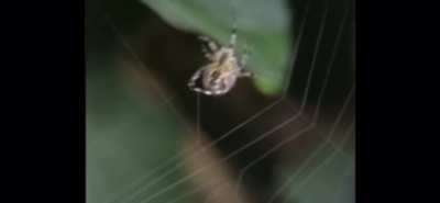 Spider tests