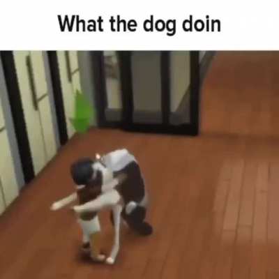 not sure if this was posted here, but what the dog doin!?