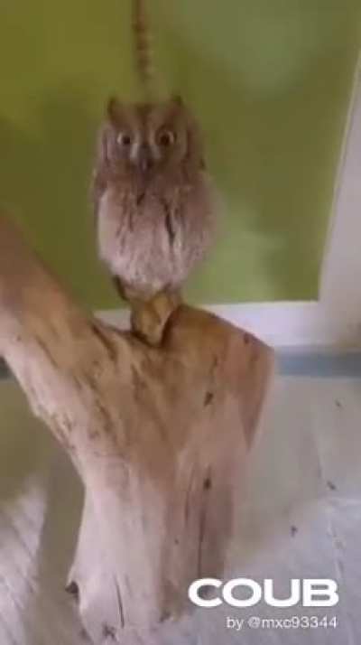 Сова
