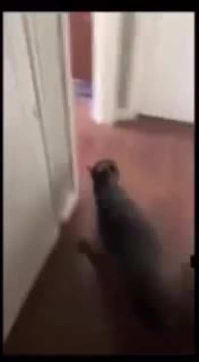 Watch dog, run&hellip;