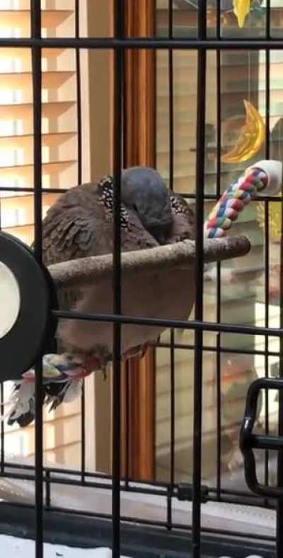 If doves are big like this does that mean they are comfortable?