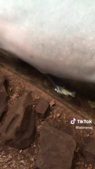 Ummmm..?? I don&rsquo;t think the dolphin knows this sub
