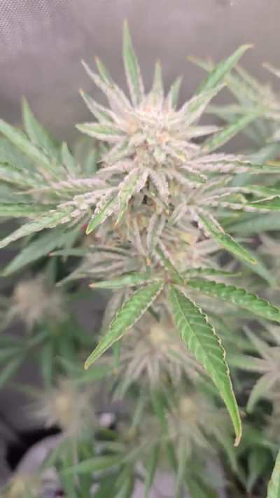 Pocket sand day 57