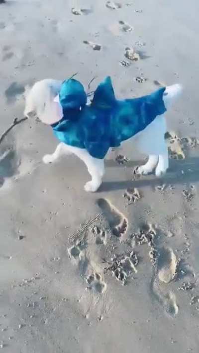 Baby shark