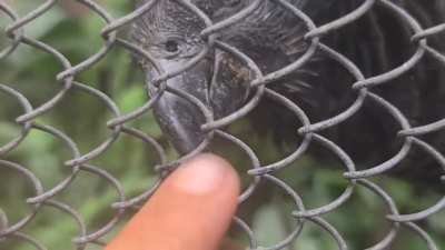Visiting my new friend again (Pesquets Parrot / "Dracula Parrot")