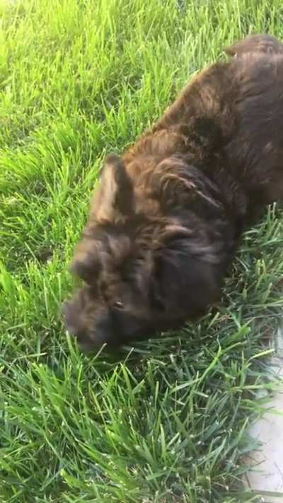 Our Corgi Scottie mix Frodo