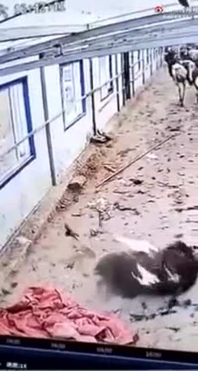 Remember those old cartoons where Ostrich would stick their heads in the sand? Yeah. This isn&rsquo;t that.
