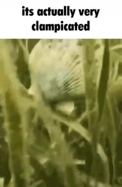 silly little "clam" video i found on the internet