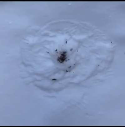 A hawk murdered a sparrow in my backyard