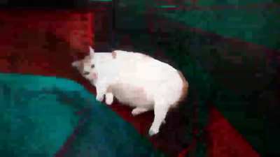 Gato?